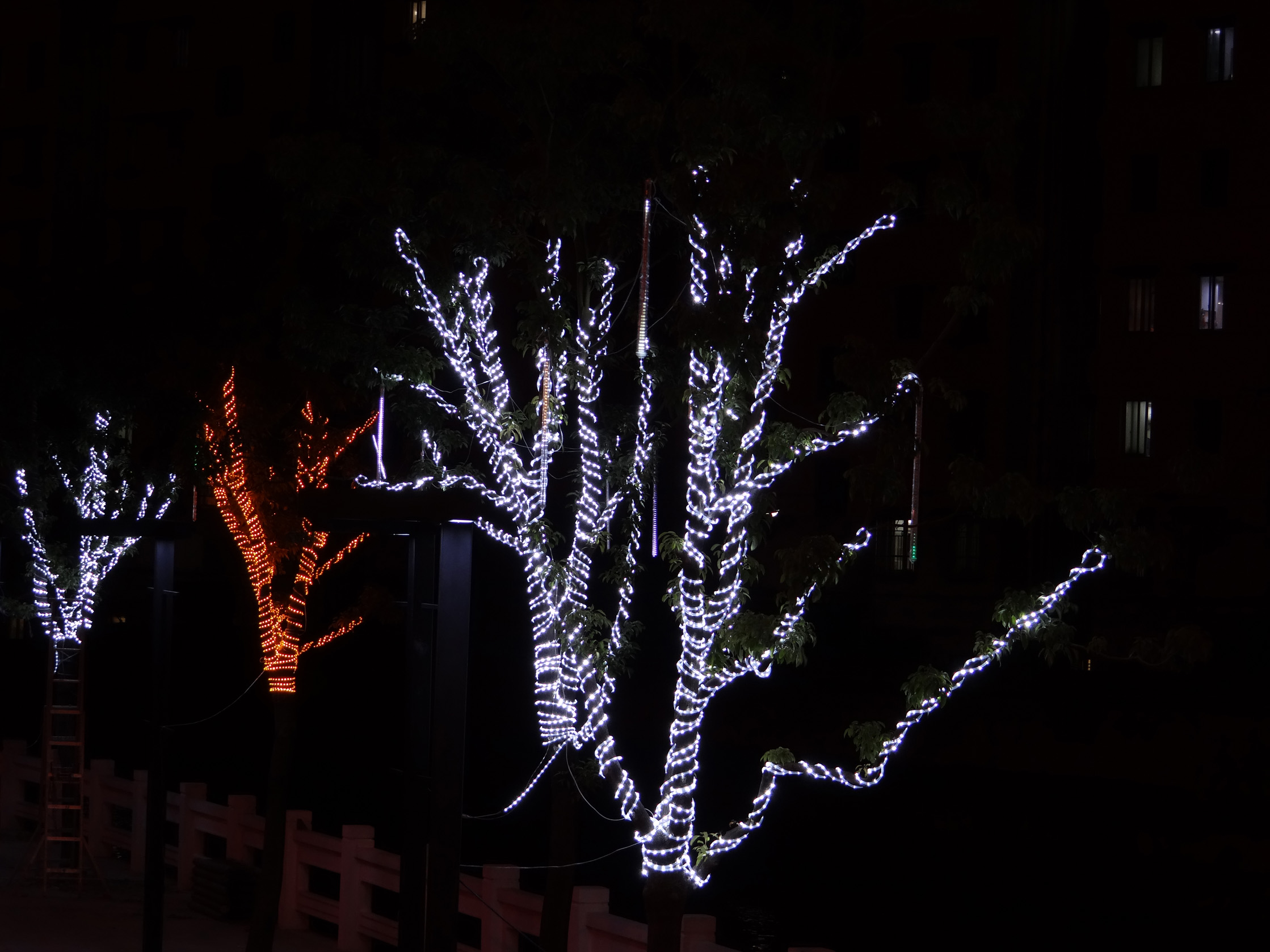 樹(shù)景觀亮化2